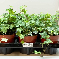 Хедера микс d9 h10 21шт