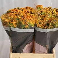 Лютик Pon Pon Merlino 10шт