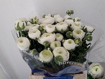 Лютик Amandine Snowflake 10шт