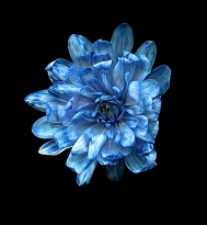 Краска для срезанных цветов №4 1л синий