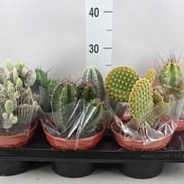 Кактус Канариас d12 h25 8шт