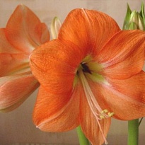 Гипеаструм Rilona 1шт