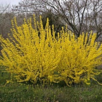 Форзиция (Forsythia) промежут.Голдзаубер d9 18шт