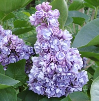 Сирень Ами Шотт 3л (П) 1шт