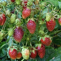 Земклуника Купчиха (ОКС) 5шт/кор