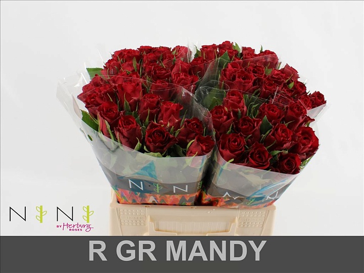 Роза Mandy дл.40 20шт