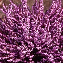 Эрика (Erica) дарленская Дарлей Дэйл d9 h15-25 18шт