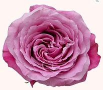 Роза Bella Роза S.a. All 4 Love дл.50 25шт