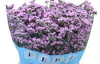 Лимониум Florida Pink 5шт