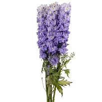 Дельфиниум Dewi Impressive Lila 10шт