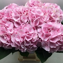 Гортензия Verena дл.80 d23 1шт