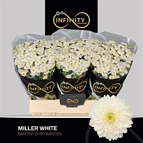Хризантема сантини Miller White 25шт