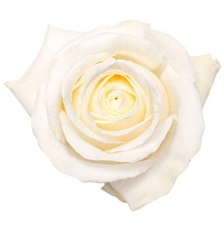 Роза Susi Ecuador Playa Blanca дл.50 25шт