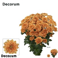 Хризантема кустовая Kalimba Orange 5шт