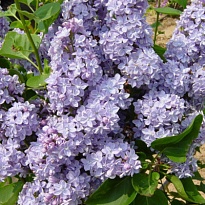 Сирень (Syringa) обыкновенная Президент Греви d9 18шт