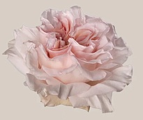 Роза Rosesuccess Cia Ltda Powder Puff дл.60 25шт