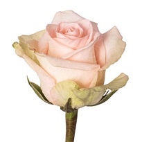 Роза Fl Hermosa Tiffany дл.50 25шт