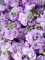 Мациола Endles Spring Lavender дл.70 10шт