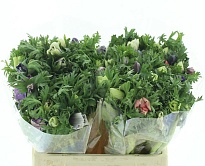 Анемона Pastel Mix 10шт