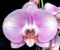 Орхидея Фален. Эйфория 1ст d12 h80-90 10шт