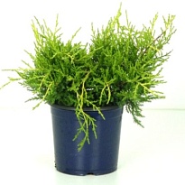 Можжевельник (Juniperus) средний Олд Голд (KV) d15 h25-30 6шт
