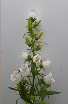 Кампанула Medium Champion White 10шт