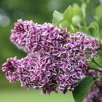 Сирень (Syringa) обыкновенная Сенсация d9 h10-20 18шт