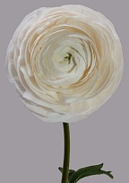 Лютик Tessa Elegance Bianco дл.50 10шт