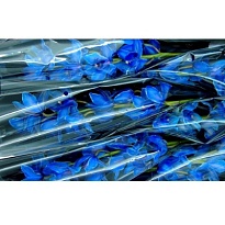 Орхидея Cymbidium крашеная Blue дл.60 *9 1шт