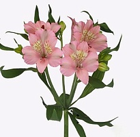 Альстромерия Tessa Stephanie дл.60 10шт