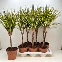 Драцена Марг. Санрей 1Д d17 h60 6шт