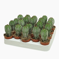 Кактус Полаския Чичипе d5 h10 20шт