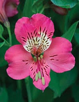 Альстромерия Yoliroses Hot Pink дл.60 10шт