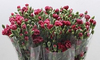 Гвоздика кустовая Miss Heart 10шт