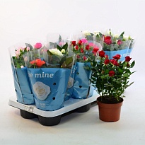 Роза Бью Монде микс d10 h25 12шт