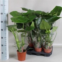 Монстера d13 h60 8шт