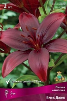 Лилия азиатская Блэк Джек 12/14 3шт