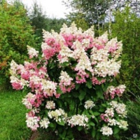 Гортензия (Hydrangea) метельчатая Конфетти d9 1шт