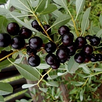 Вишня Песчаная (ОКС) 1шт