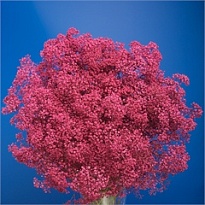 Гипсофила крашеная Pink 5шт