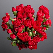 Гвоздика куст. Красная (К) дл.60 20шт