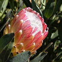 Протея Susara 1шт