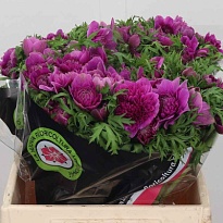 Анемона Levante Fucsia 10шт