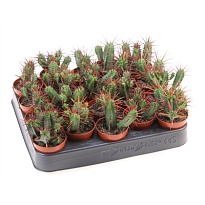 Эуфорбия Пентагон d5 h10 20шт