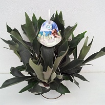 Платицериум Бифурк. d12 h40 6шт