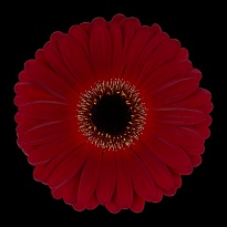 Гербера Dark Diamond 25шт