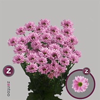 Хризантема кустовая Katinka Zentoo 5шт