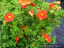 Лапчатка (Potentilla) кустарниковая Ред Айс d9 h15-25 1шт