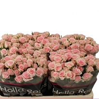 Роза кустовая Severina дл.60 10шт