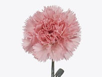 Гвоздика Big One 20шт